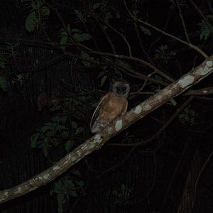 Ashy-faced Owl (Tyto glaucops)