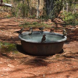 Hispaniolan Crossbill (Loxia megaplaga)