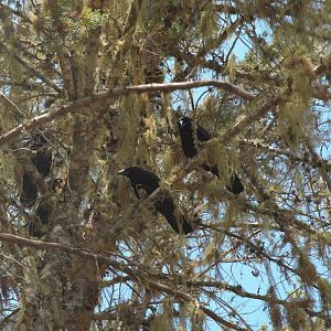 Hispaniolan Palm Crow (Corvus palmarum)
