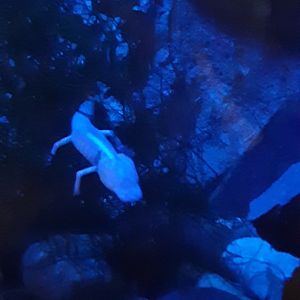 Texas Blind Cave Salamander