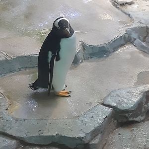 Gentoo Penguin