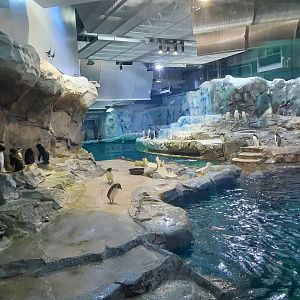 Polk Penguin Conservation Center- first viewing window