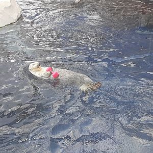 Southern Sea Otter