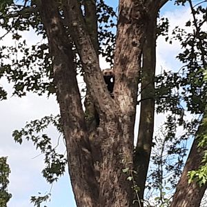 Wolverine- high up in a tree!