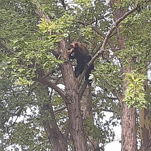 Wolverine in a tree, holding a bone