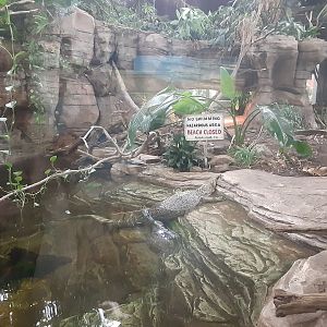 Asian Water Monitor- very impressive exhibit!