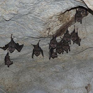Waterhouse’s Leaf-nosed Bat (Macrotus waterhousii)