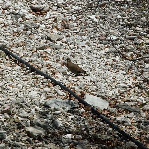 Common Ground Dove (Columbina passerina)