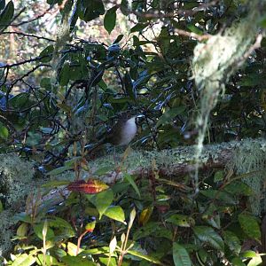 Eastern Chat-tanager (Calyptophilus frugivorus)