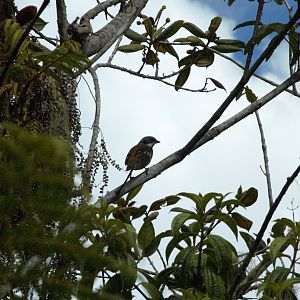 Hispaniolan Spindalis (Spindalis dominicensis)