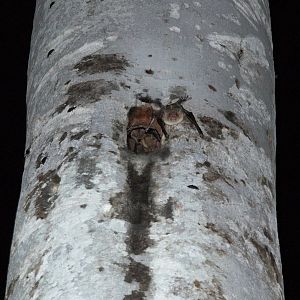 Greater Bulldog Bat (Noctilio leporinus)