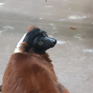 Red-Ruffed Lemur 'Ferris'