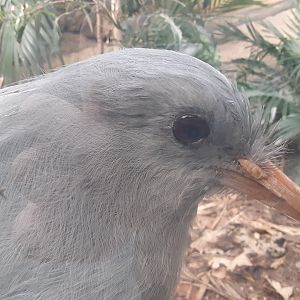 Kagu