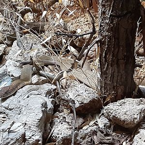 King Cobra- in Reptilia