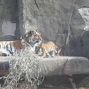 Amur Tiger with cubs