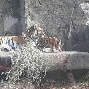 Amur Tiger with cubs
