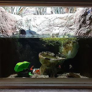 Interesting choices of fish tank decor