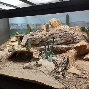 Very impressive rattlesnake exhibit!