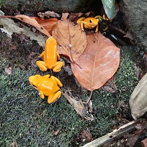 Golden Poison Dart Frogs- in walk-through!