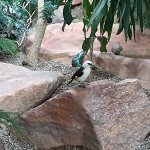White-Headed Buffalo Weaver