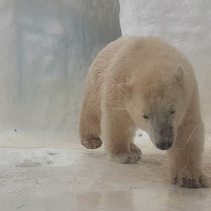 Polar Bear- one of the cubs