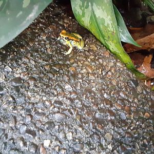 Poison Dart Frog (I think it's a Golfoducean?)