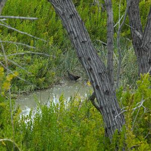 Spotted Rail (Pardirallus maculatus)