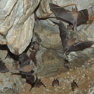 Brown Flower Bat (Erophylla bombifrons)