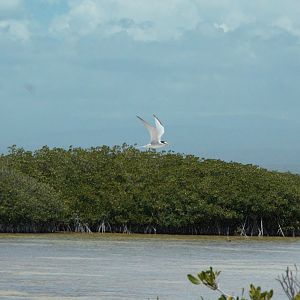 Least Tern (Sternula antillarum)