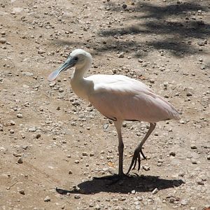 Roseate Spoonbill (Platalea ajaja)