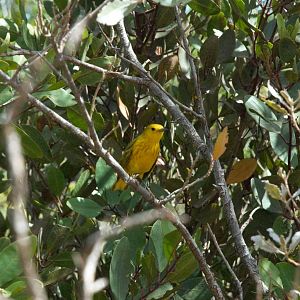 Yellow Warbler (Setophaga petechia)