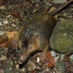 Hispaniolan Solenodon (Solenodon paradoxus)