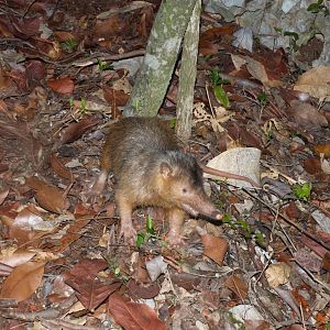 Hispaniolan Solenodon (Solenodon paradoxus)