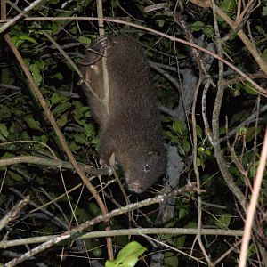 Hispaniolan Hutia (Plagiodontia aedium)