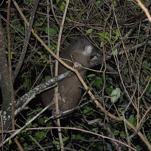 Hispaniolan Hutia (Plagiodontia aedium)