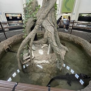 8/11/2023 - Chinese Alligator Exhibit