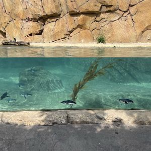 8/11/2023 - Little Blue Penguin Habitat (Right Half)