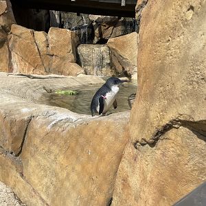 8/11/2023 - Little Blue Penguin