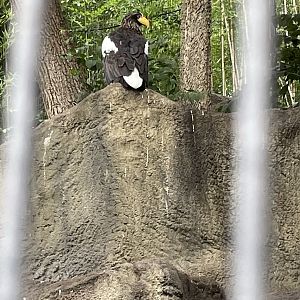 8/11/2023 - Stellar’s Sea Eagle