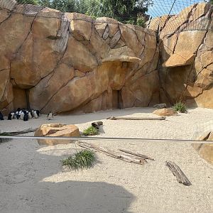8/11/2023 - Little Blue Penguin Habitat (Left Half)