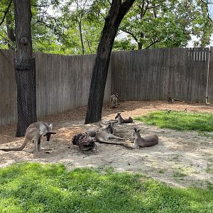 8/11/2023 - Western Gray Kangaroos
