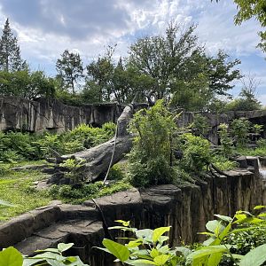 8/11/2023 - Gorilla World - Outdoor Habitat