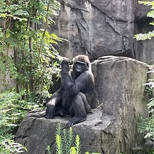 8/11/2023 - Gorilla