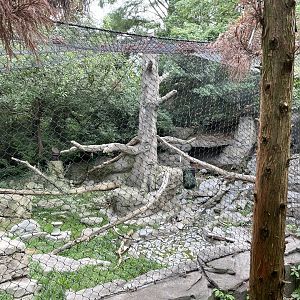 8/11/2023 - Snow Leopard Exhibit