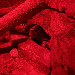 8/11/2023 - Large-Spotted Genet