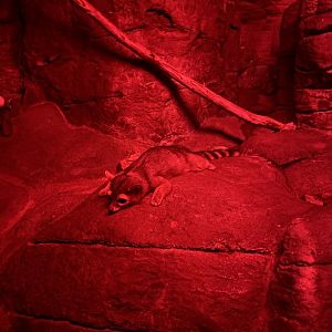 8/11/2023 - Ringtail