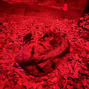 8/11/2023 - Aardwolf