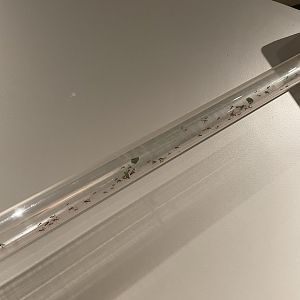 8/11/2023 - Leaf cutter Ant Tube
