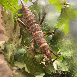 8/11/2023 - Giant Walking Stick(?)