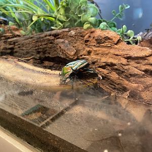 8/11/2023 - Emerald Beetle(?)